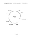 Pentose Fermentation By a Recombinant Microorganism diagram and image