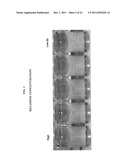 METHODS AND MATERIALS FOR THE DETECTION OF MELAMINE diagram and image