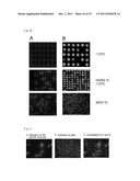 CELLS SCREENING METHOD diagram and image