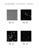 REVERSE-TURN MIMETICS AND METHOD RELATING THERETO diagram and image