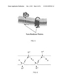 NEAR-INFRARED ELECTROMAGNETIC MODIFICATION OF CELLULAR STEADY-STATE     MEMBRANE POTENTIALS diagram and image