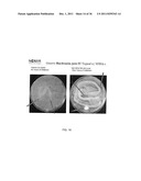 NEAR-INFRARED ELECTROMAGNETIC MODIFICATION OF CELLULAR STEADY-STATE     MEMBRANE POTENTIALS diagram and image