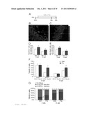 ASSAY FOR SCREENING ANTIDEPRESSANTS diagram and image