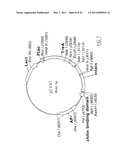 SPECIFIC GENETIC MODIFICATION OF THE ACTIVITY OF TREHALOSE-6-PHOSPHATE     SYNTHASE AND EXPRESSION IN A HOMOLOGOUS OR HETEROLOGOUS ENVIRONMENT diagram and image