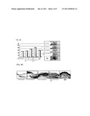 COMPOSITION FOR SKIN REGENERATION, CONTAINING A SECRETION IN THE CULTURE     OF AN EMBRYONIC STEM CELL-DERIVED ENDOTHELIAL PROGENITOR CELL OR     FRACTIONS THEREOF, AND USE THEREOF diagram and image