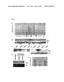 USE OF FOXP2 AS A MARKER FOR ABNORMAL  LYMPHOCYTES AND AS A TARGET FOR     THERAPY OF DISORDERS ASSOCIATED WITH ABNORMAL LYMPHOCYTES diagram and image