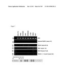 USE OF FOXP2 AS A MARKER FOR ABNORMAL  LYMPHOCYTES AND AS A TARGET FOR     THERAPY OF DISORDERS ASSOCIATED WITH ABNORMAL LYMPHOCYTES diagram and image