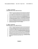 CHIMERIC AND HUMANIZED ANTIBODIES TO ALPHA5BETA1 INTEGRIN THAT MODULATE     ANGIOGENESIS diagram and image