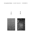 COMPOSITIONS AND METHODS FOR MODULATING CELL-CELL FUSION VIA     INTERMEDIATE-CONDUCTANCE CALCIUM-ACTIVATED POTASSIUM CHANNELS diagram and image