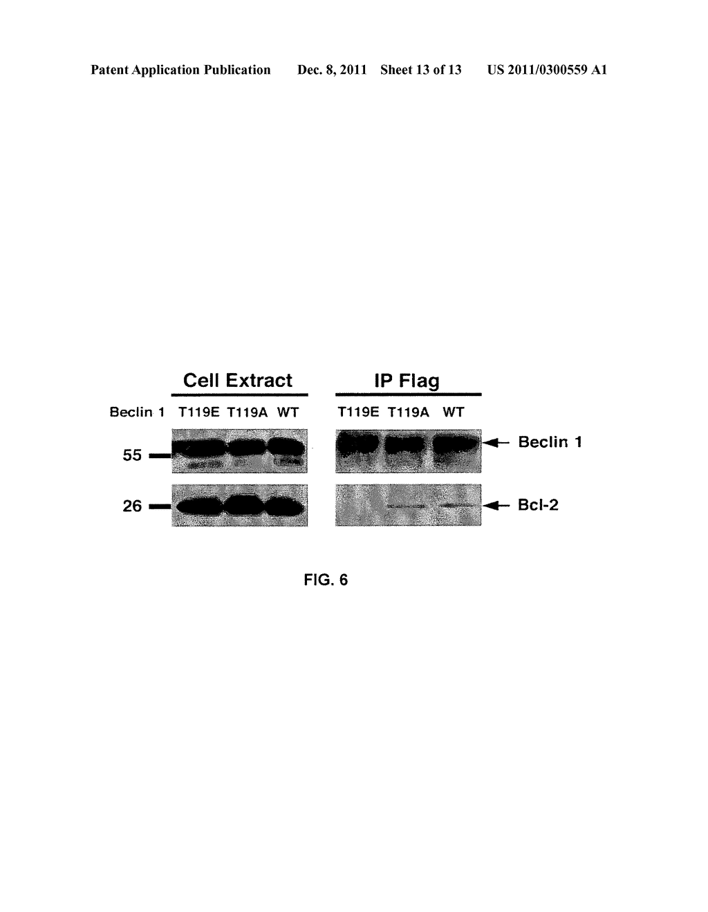 COMPOSITIONS AND METHODS FOR DIAGNOSING AND TREATING CANCER AND     NEURODEGENERATIVE DISEASES RELATED TO BECLIN-1 - diagram, schematic, and image 14