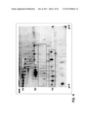 PROTEIN ISOFORMS FOR DIAGNOSIS diagram and image