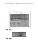 PROTEIN ISOFORMS FOR DIAGNOSIS diagram and image