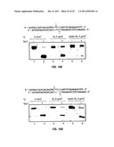 Composition and Methods Related to Modification of 5-Hydroxymethylcytosine     (5-hmC) diagram and image