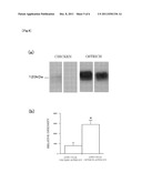 ANTIBODY PRODUCED USING OSTRICH AND METHOD FOR PRODUCTION THEREOF diagram and image