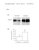 ANTIBODY PRODUCED USING OSTRICH AND METHOD FOR PRODUCTION THEREOF diagram and image