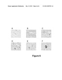 Methods and Compositions to Treat and Detect Misfolded-SOD1 Mediated     Diseases diagram and image