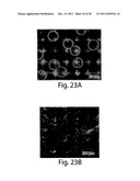 POLYMERSOMES, COLLOIDOSOMES, LIPOSOMES, AND OTHER SPECIES ASSOCIATED WITH     FLUIDIC DROPLETS diagram and image