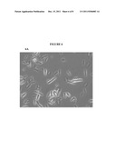 SALT SELECTION OF MICROBIAL MUTANTS TO INCREASE BIOPRODUCT TOLERANCE,     TITER, OR OSMOTIC SHOCK TOLERANCE diagram and image