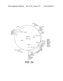 INTERGENIC REGIONS AS NOVEL SITES FOR INSERTION OF HIV DNA SEQUENCES IN     THE GENOME OF MODIFIED VACCINIA VIRUS ANKARA diagram and image