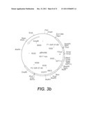 INTERGENIC REGIONS AS NOVEL SITES FOR INSERTION OF HIV DNA SEQUENCES IN     THE GENOME OF MODIFIED VACCINIA VIRUS ANKARA diagram and image