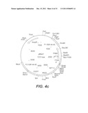 INTERGENIC REGIONS AS NOVEL SITES FOR INSERTION OF HIV DNA SEQUENCES IN     THE GENOME OF MODIFIED VACCINIA VIRUS ANKARA diagram and image