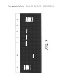 INTERGENIC REGIONS AS NOVEL SITES FOR INSERTION OF HIV DNA SEQUENCES IN     THE GENOME OF MODIFIED VACCINIA VIRUS ANKARA diagram and image