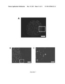 IMMOBILIZATION OF DROPLETS OF LIQUID CRYSTALS ON SURFACES diagram and image