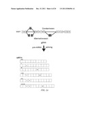 POLYNUCLEOTIDE MAPPING AND SEQUENCING diagram and image