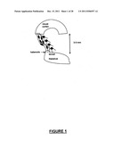 NEURAL REGENERATION PEPTIDES AND METHODS FOR THEIR USE IN TREATMENT OF     BRAIN DAMAGE diagram and image