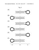 STABILIZATION METHOD OF FUNCTIONAL NUCLEIC ACID diagram and image