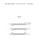 STABILIZATION METHOD OF FUNCTIONAL NUCLEIC ACID diagram and image