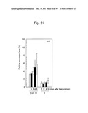 STABILIZATION METHOD OF FUNCTIONAL NUCLEIC ACID diagram and image