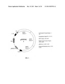 IN VIVO AND EX VIVO GENE TRANSFER INTO RENAL TISSUE USING GUTLESS     ADENOVIRUS VECTORS diagram and image