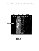 IN VIVO AND EX VIVO GENE TRANSFER INTO RENAL TISSUE USING GUTLESS     ADENOVIRUS VECTORS diagram and image