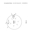 IN VIVO AND EX VIVO GENE TRANSFER INTO RENAL TISSUE USING GUTLESS     ADENOVIRUS VECTORS diagram and image