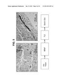 METHODS FOR STABILIZING A BIOPROSTHETIC TISSUE BY CHEMICAL MODIFICATION OF     ANTIGENIC CARBOHYDRATES diagram and image