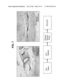 METHODS FOR STABILIZING A BIOPROSTHETIC TISSUE BY CHEMICAL MODIFICATION OF     ANTIGENIC CARBOHYDRATES diagram and image