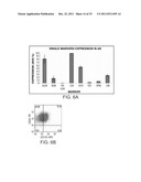 ISOLATED POPULATIONS OF RENAL STEM CELLS AND METHODS OF ISOLATING AND     USING SAME diagram and image