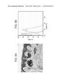 ISOLATED POPULATIONS OF RENAL STEM CELLS AND METHODS OF ISOLATING AND     USING SAME diagram and image