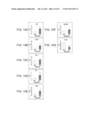 ISOLATED POPULATIONS OF RENAL STEM CELLS AND METHODS OF ISOLATING AND     USING SAME diagram and image