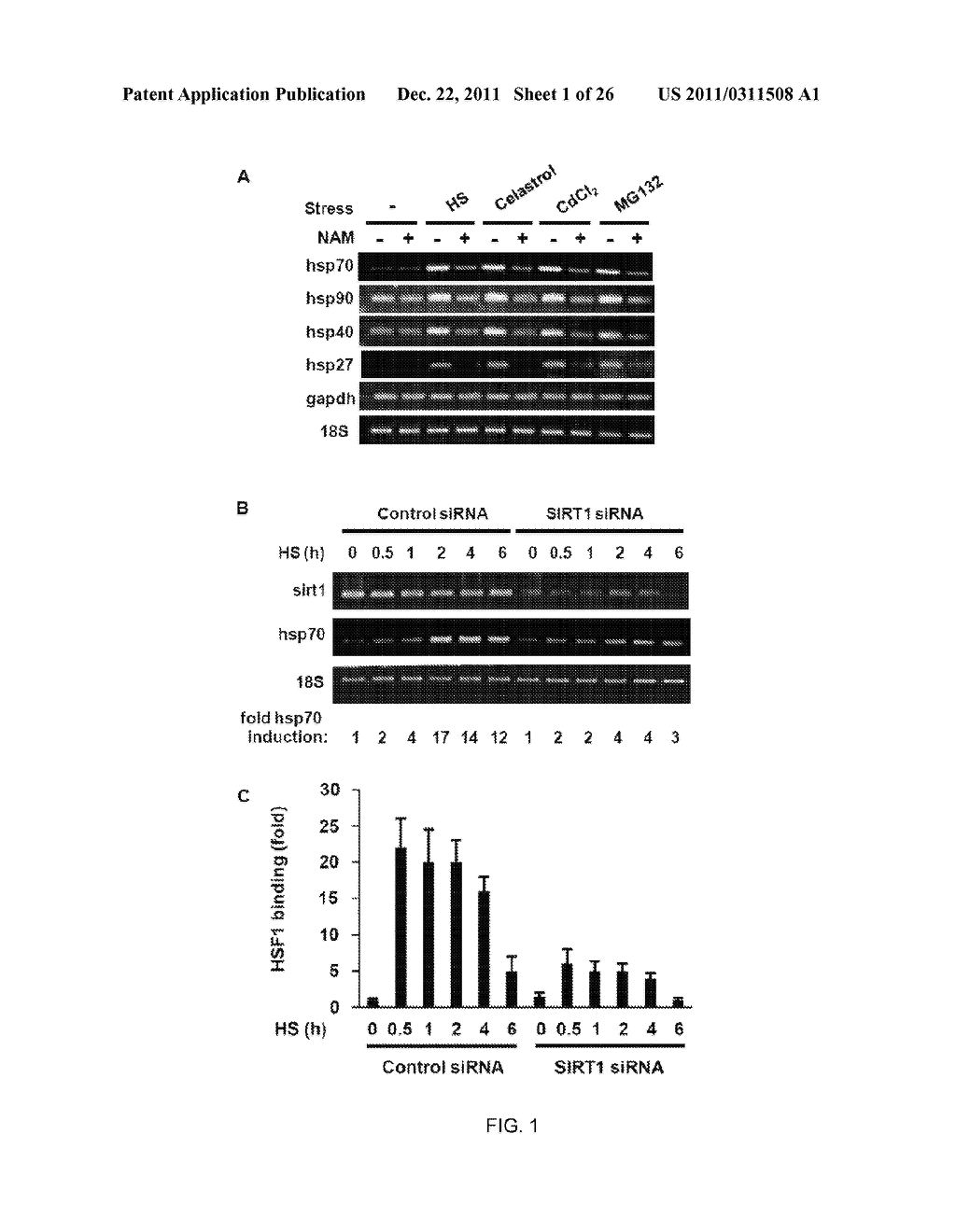 METHOD OF MODULATING HSF-1 - diagram, schematic, and image 02