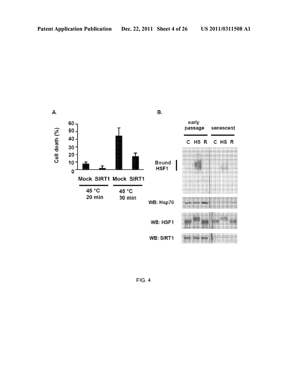 METHOD OF MODULATING HSF-1 - diagram, schematic, and image 05