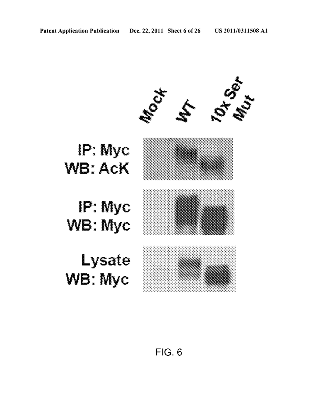 METHOD OF MODULATING HSF-1 - diagram, schematic, and image 07