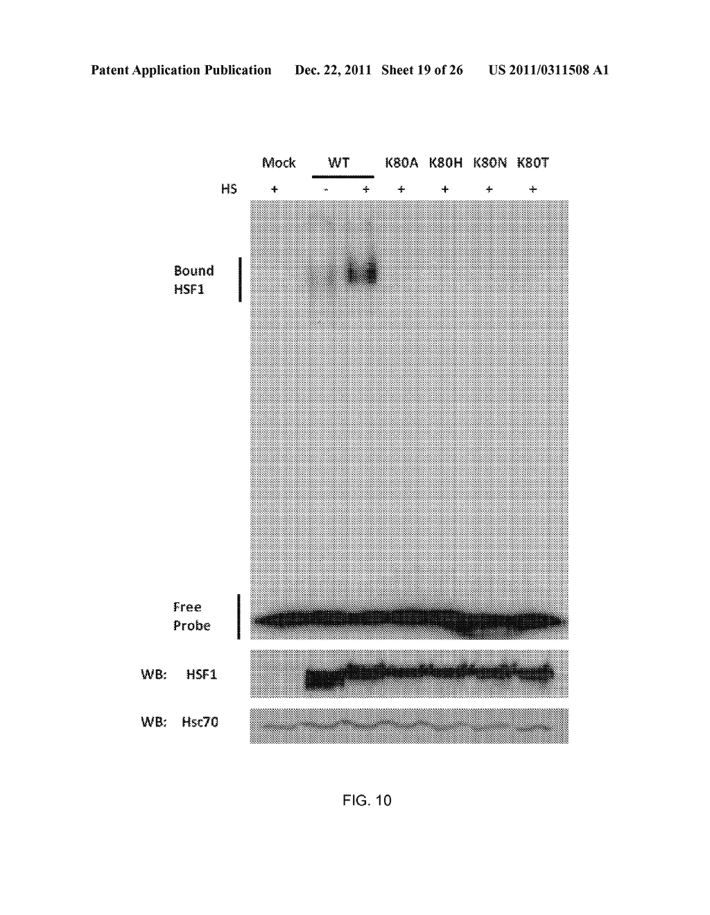 METHOD OF MODULATING HSF-1 - diagram, schematic, and image 20