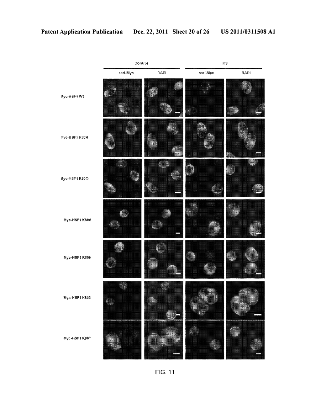 METHOD OF MODULATING HSF-1 - diagram, schematic, and image 21