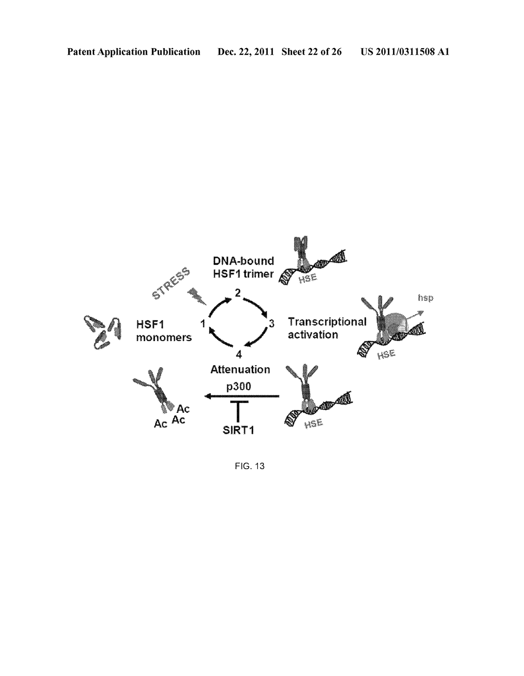 METHOD OF MODULATING HSF-1 - diagram, schematic, and image 23