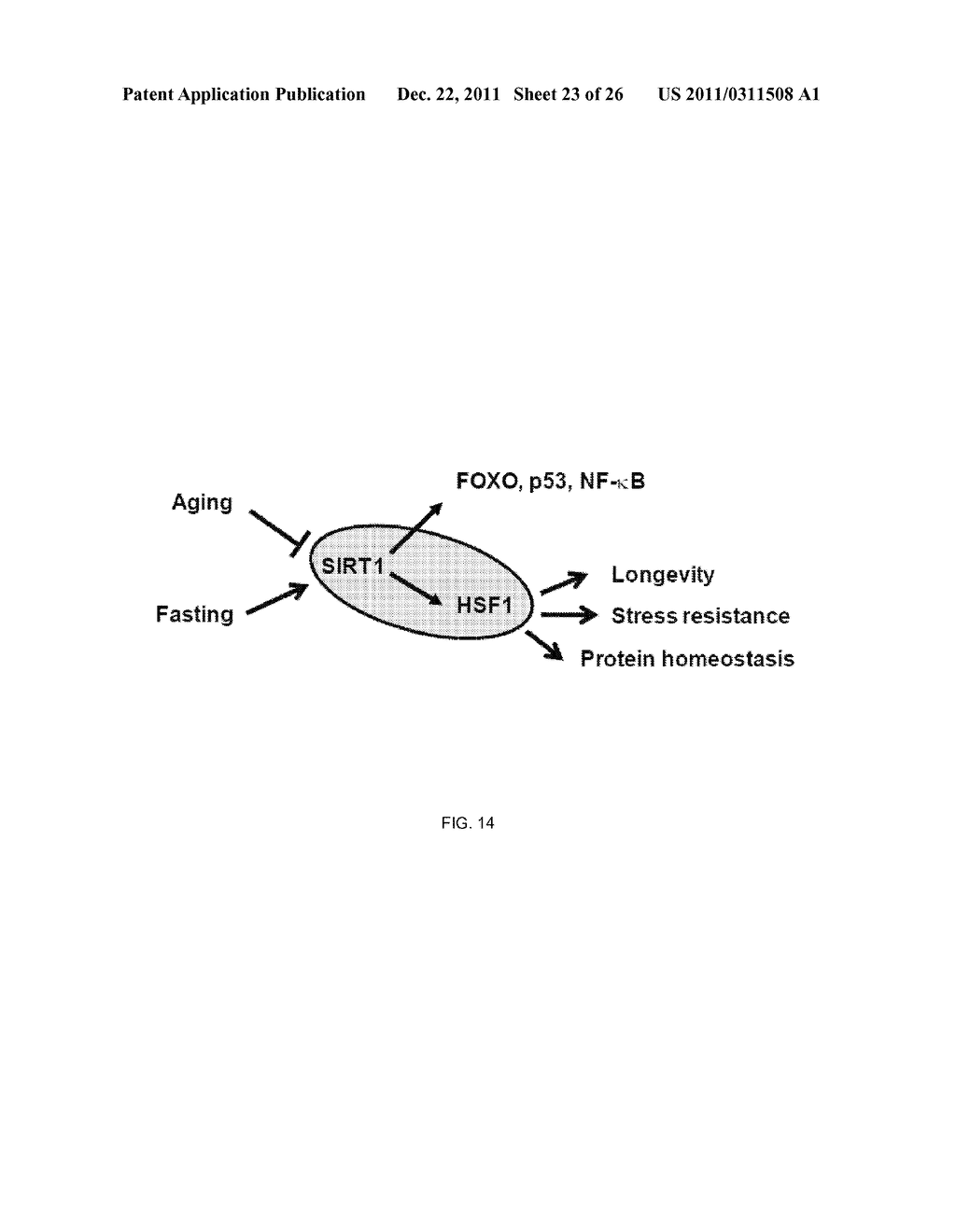 METHOD OF MODULATING HSF-1 - diagram, schematic, and image 24