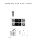 CRYSTAL STRUCTURE OF PfA-M1 AND THE PfA-M1 Co4 COMPLEX diagram and image