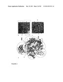 CRYSTAL STRUCTURE OF PfA-M1 AND THE PfA-M1 Co4 COMPLEX diagram and image