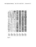 CRYSTAL STRUCTURE OF PfA-M1 AND THE PfA-M1 Co4 COMPLEX diagram and image